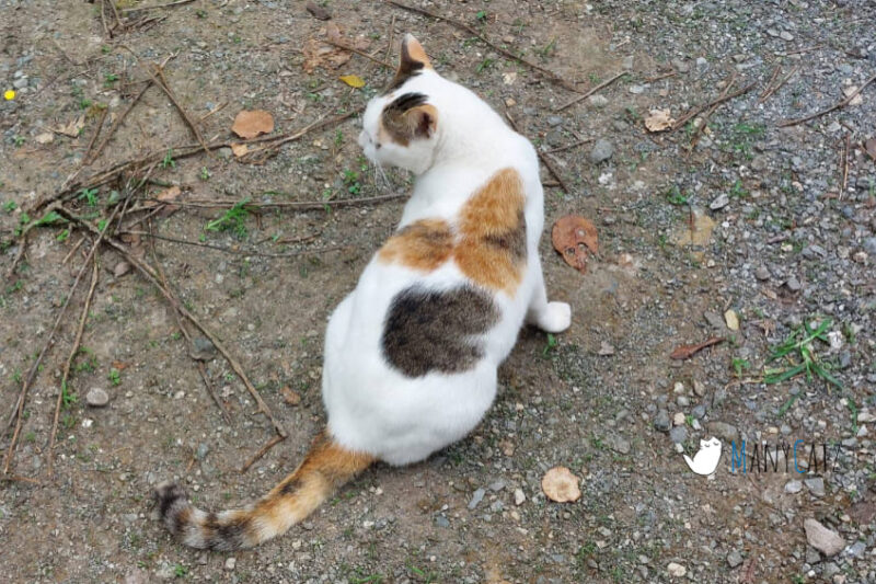 สำนักสงฆ์เชตวัน กาญจนบุรี พิธีอุทิศถวายพระราชกุศล ถือโอกาสฟอกปอดสักนิดหน่อย